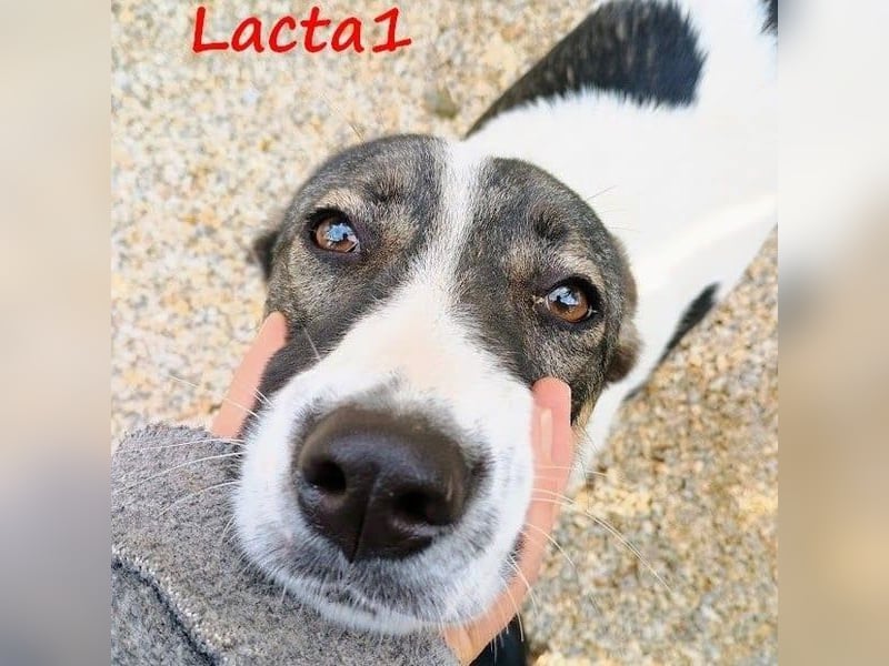 Lacta1 03/2023 (GRC) - menschenbezogenes, junges Mädchen sucht Familie! Lacta1 03/2023 (GRC) - menschenbezogenes, junges Mädchen sucht Familie!