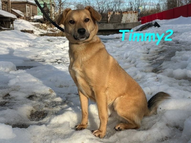 Timmy2 geb. 03/2023 - verspielter, aktiver und fröhlicher junger Rüde!