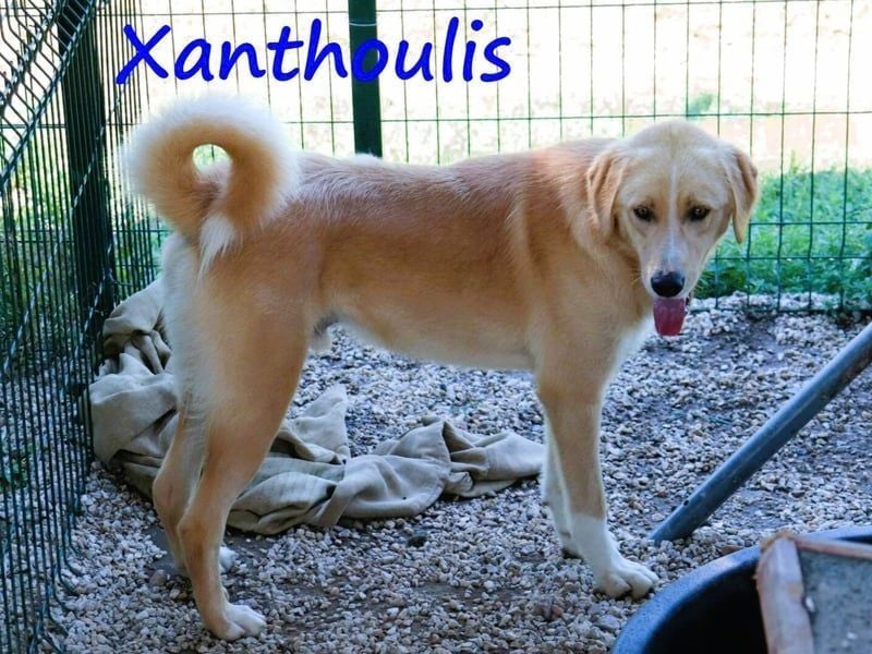Xanthoulis geb. 01/2019 (GRC) - kluger, fröhlicher und menschenbezogener Rüde!