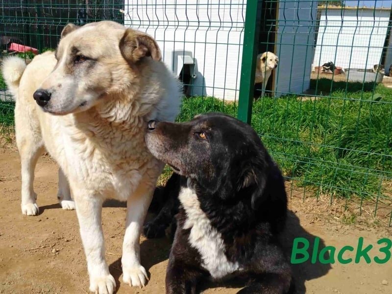 Black3 geb. 03/2019 (GRC) - sanfter, liebevoller und verschmuster Rüde!