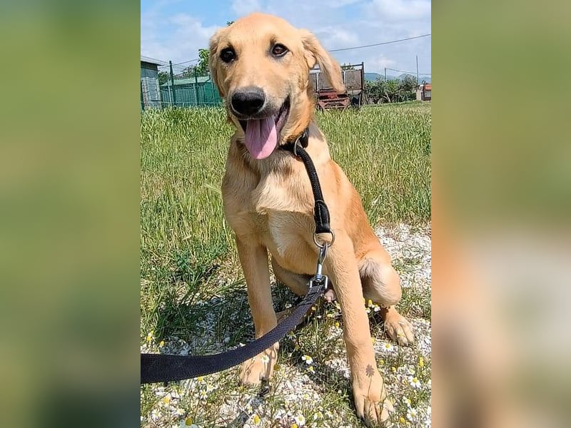 Petros3 geb. 12/2024 (GRC) - ausgeglichener, freundlicher und geselliger Welpe! Petros3 geb. 12/2024 (GRC) - ausgeglichener, freundlicher und geselliger Welpe!