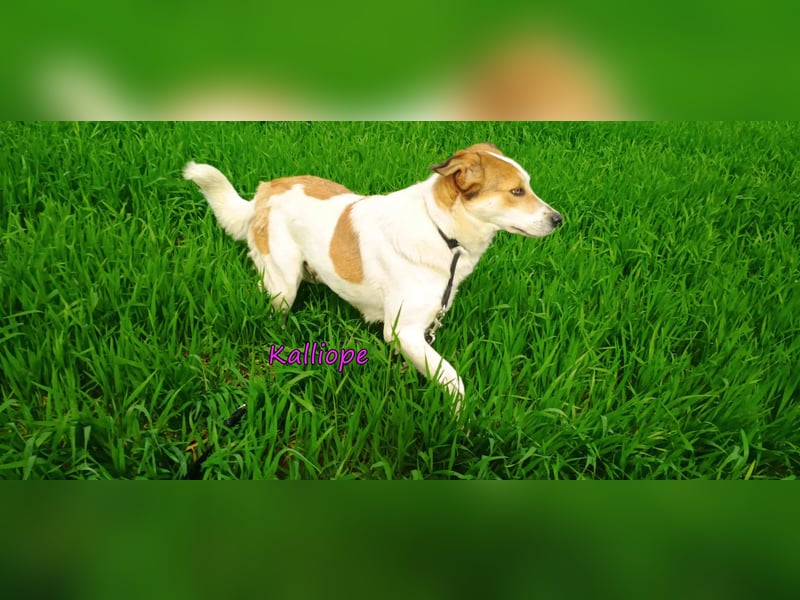 Kalliope geb. 12/2023 (GRC) - liebe, sensible und aktive Prinzessin sucht ihre Für-immer-Familie!