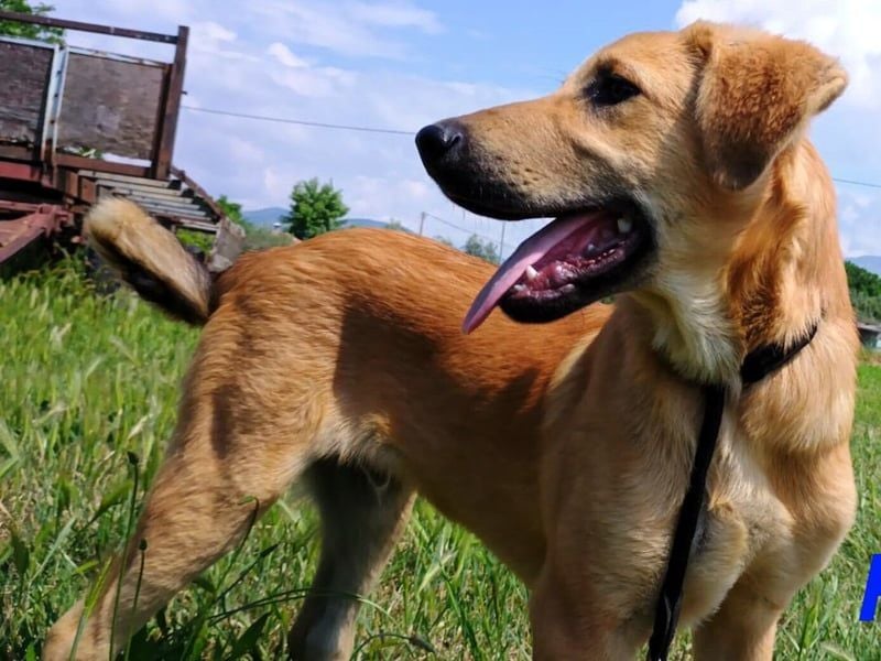 Petros3 geb. 12/2024 (GRC) - ausgeglichener, freundlicher und geselliger Welpe! Petros3 geb. 12/2024 (GRC) - ausgeglichener, freundlicher und geselliger Welpe!