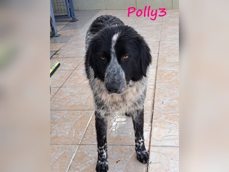 Polly3 geb. 05/2023 (GRC) - neugierige und freundliche, wunderschöne Hündin!
