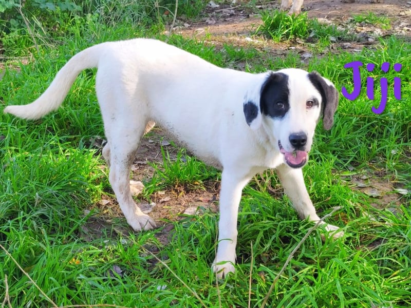 Jiji 07/2023 (in Deutschland) - ruhige und sanfte, wundervolle junge Hündin!