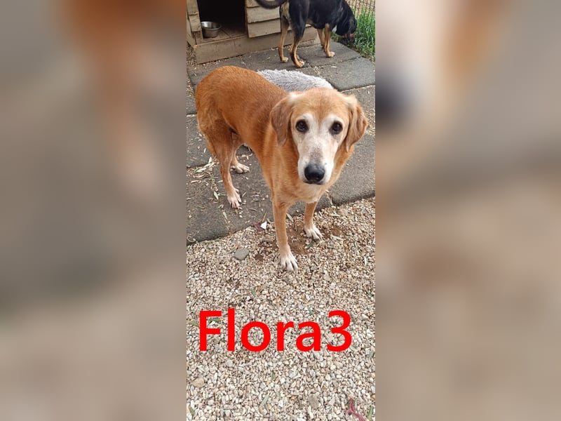 Flora3 geb. 06/2015 (GRC) - soziale Hundedame hat endlich etwas Liebe verdient!