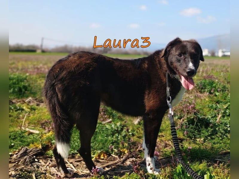 Laura3 geb. 06/2019 (GRC) - schüchterne Schönheit wünscht sich ein ruhiges Zuhause!