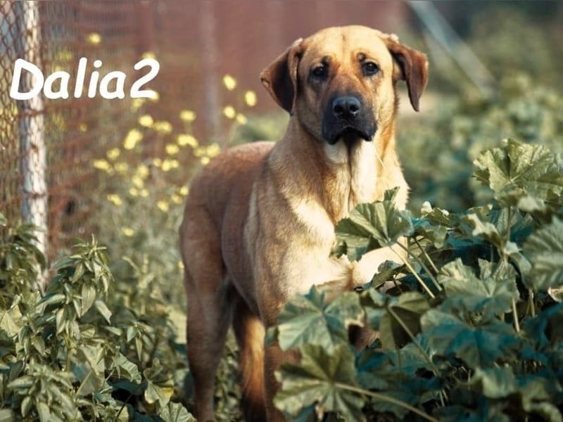 Dalia2 geb. 10/2018 (ESP) - verspielte, sanfte und zurückhaltende Hündin!