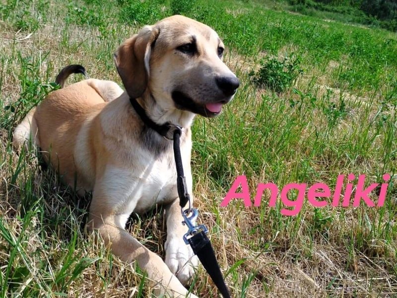 Angeliki geb. 12/2024 (GRC) - freundliche, verspielte und ausgeglichene Welpin!