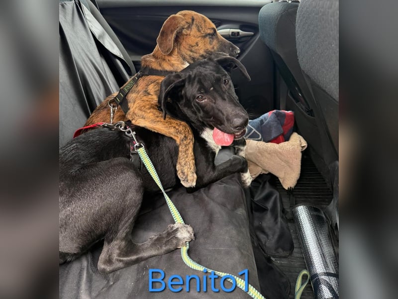 Benito1 geb. 05/2025 (ESP) - liebevoller, mutiger und loyaler Junghund!