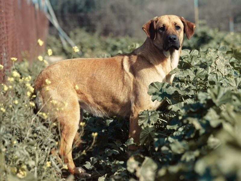 Dalia2 geb. 10/2018 (ESP) - verspielte, sanfte und zurückhaltende Hündin!