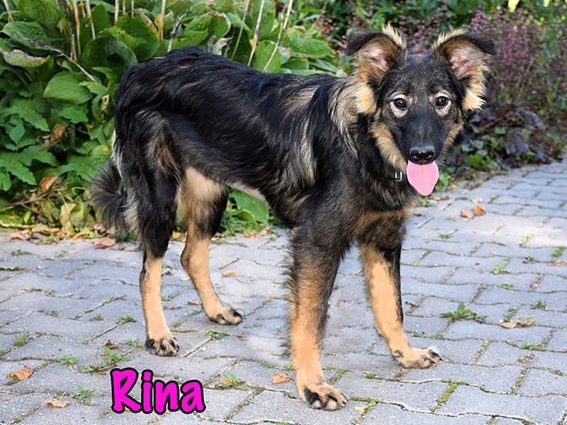 Rina geb. 01/2025 - charmante und verspielte, hübsche Welpin!