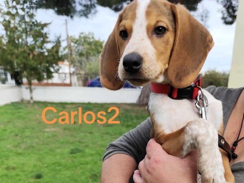 Carlos2 geb. 08/2025 (GRC) - neugieriger und aufgeschlossener, kleiner Welpe!