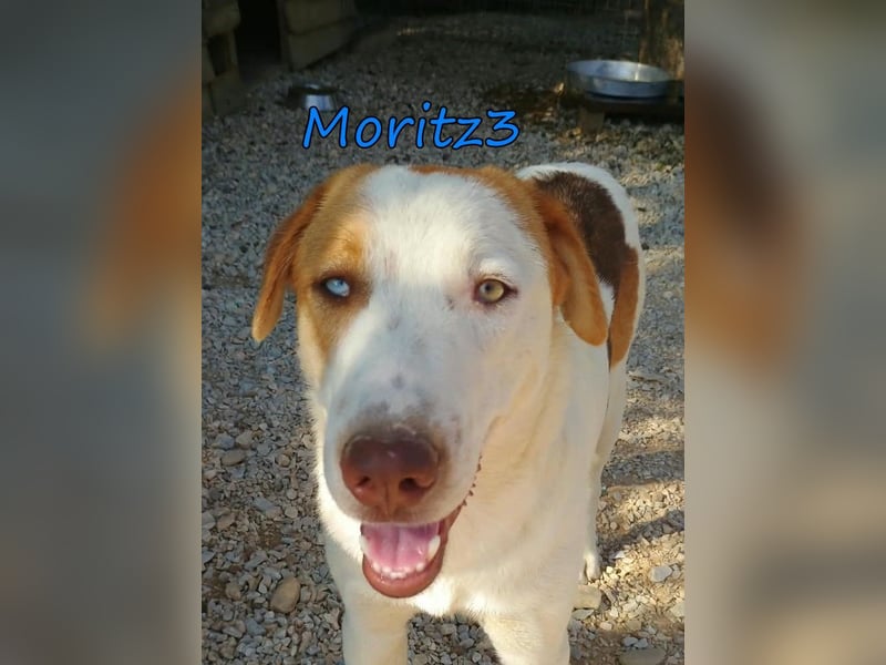 Moritz3 geb. 12/2025 (GRC) - menschenbezogener Junghund sucht endlich seine Familie!