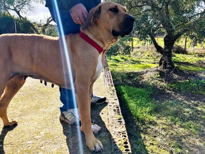 Esmeralda2 geb. 09/2022 (ESP) - ausgeglichene und anhängliche Hündin!