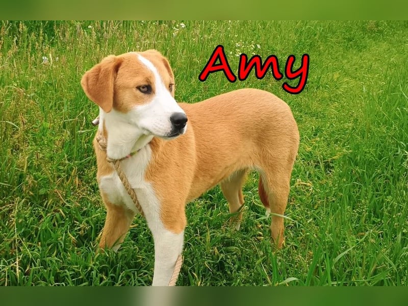 Amy geb. 11/2025 (GRC) - soziale + glückliche Maus sucht ihre eigene Familie!