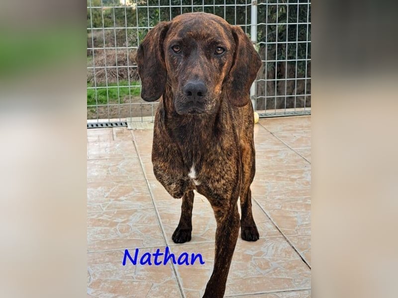 Nathan geb. 01/2022 (GRC) - verspielter, charmanter und wunderschöner Rüde!