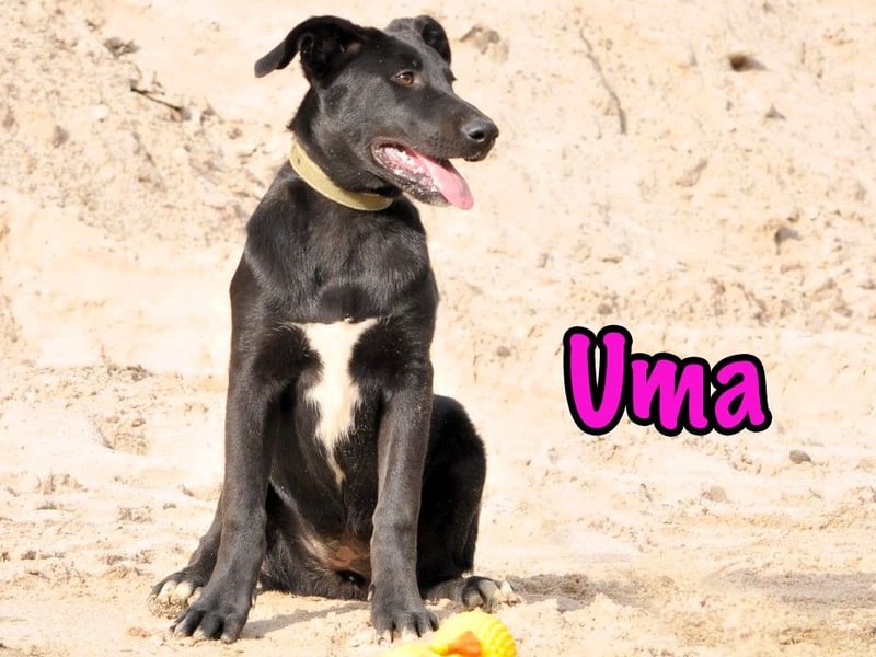 Uma geb. 03/2025 - freundliche und liebevolle Junghündin!