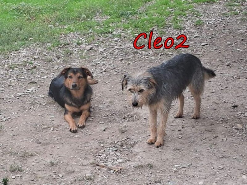 Cleo2 geb. 01/2025 (GRC) - freundliche Junghündin sucht ihr Körbchen oder Pflegestelle!