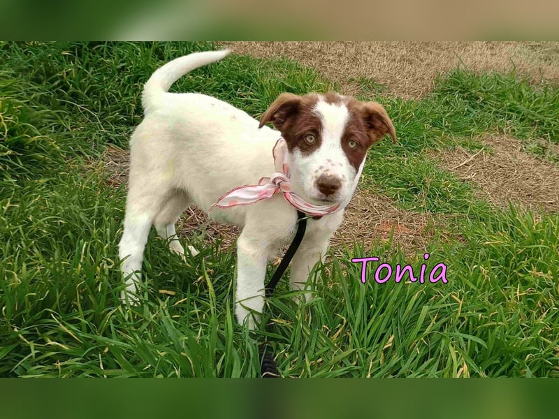 Tonia geb. 12/2025 (GRC) - fröhliche und verschmuste Junghündin möchte Dein Herz erobern!