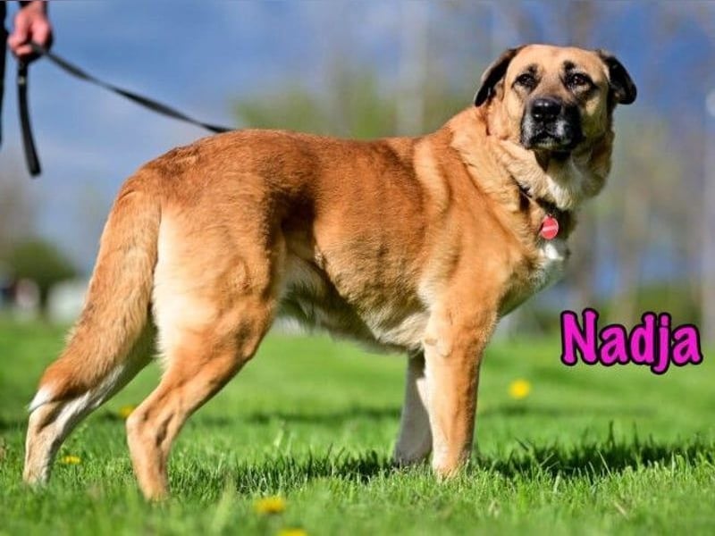 Nadja geb. 01/2017 - treue und verschmuste Hündin mit goldenem Herz!