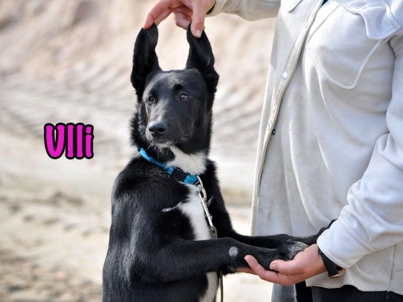 Ulli geb. 03/2025 - fröhliches und neugieriges Mädchen!