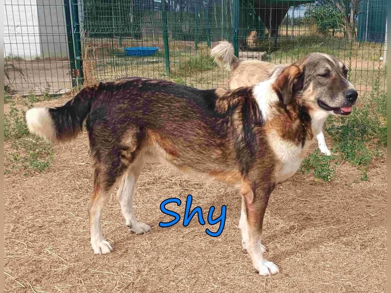Shy geb. 08/2020 (GRC) Freundlicher und Zurückhaltender Rüde sucht seine Menschen