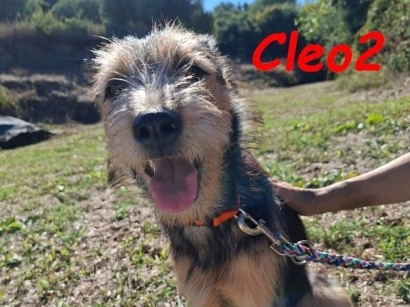 Cleo2 geb. 01/2025 (GRC) - freundliche Junghündin sucht ihr Körbchen!