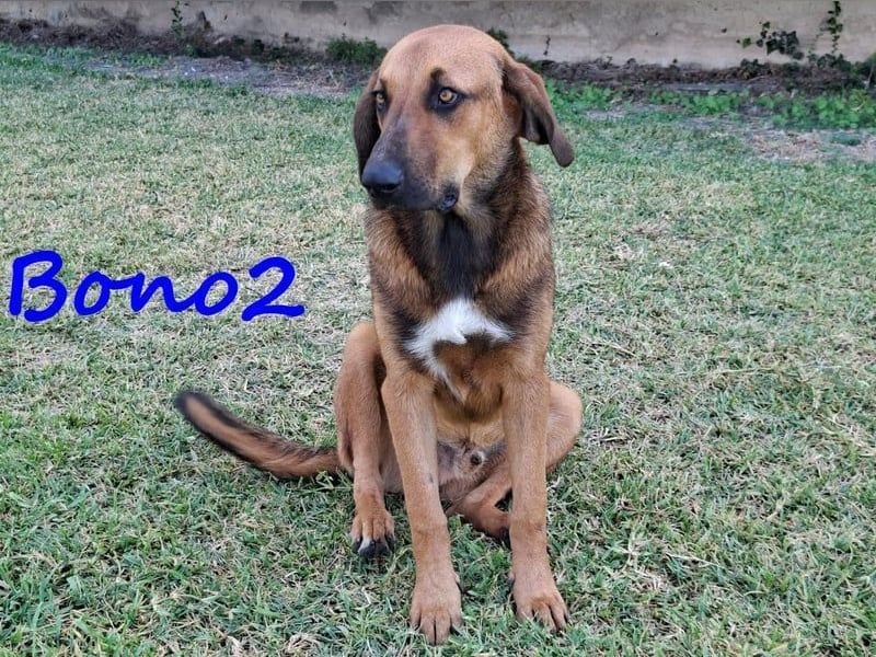 Bono2 geb. 10/2024 (GRC) - entspannter und menschenbezogener Junghund!