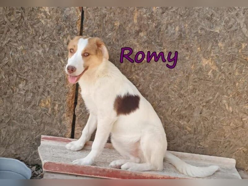 Romy geb. 12/2025 (GRC) - fröhliches und verspieltes Mädchen sucht ein Für-immer-Zuhause!