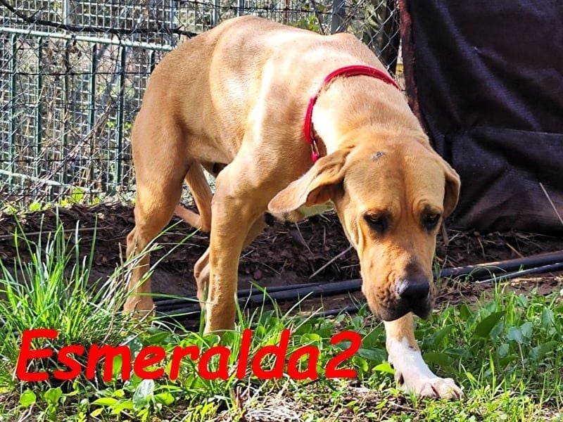 Esmeralda2 geb. 09/2022 (ESP) - ausgeglichene und anhängliche Hündin!