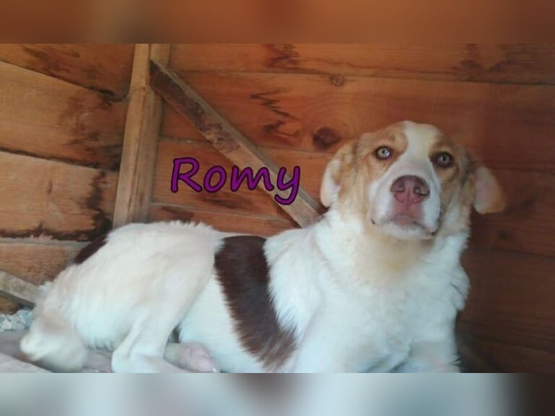 Romy geb. 12/2025 (GRC) - fröhliches und verspieltes Mädchen sucht ein Für-immer-Zuhause!