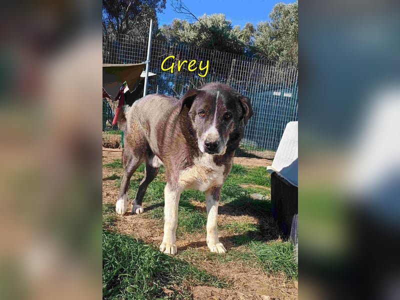 Grey geb. 11/2017 (GRC) - süßer und sensibler Opi mit einem großem Herz sucht ein warmes Zuhause!