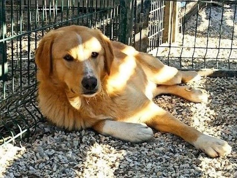 Xanthoulis geb. 01/2019 (GRC) - kluger, fröhlicher und menschenbezogener Rüde!