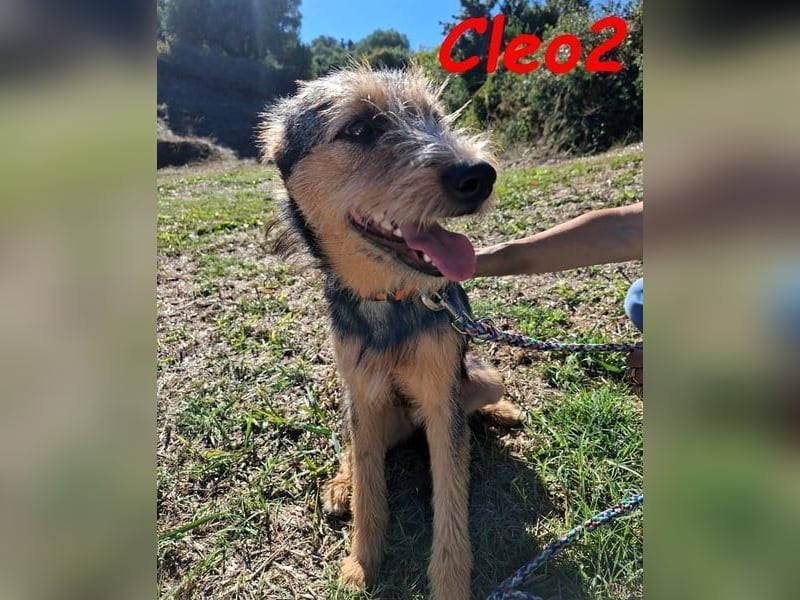 Cleo2 geb. 01/2025 (GRC) - freundliche Junghündin sucht ihr Körbchen!