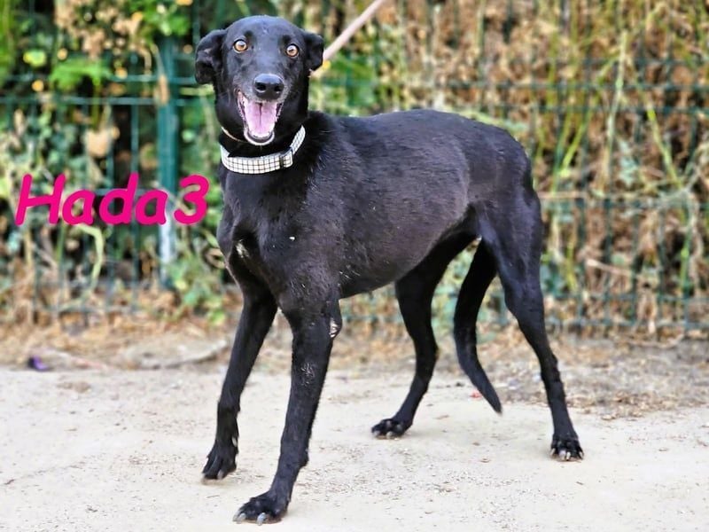 Hada3 geb. 05/2019 (ESP) - zuneigungsvolle und anhängliche Galgo-Mix Hündin!