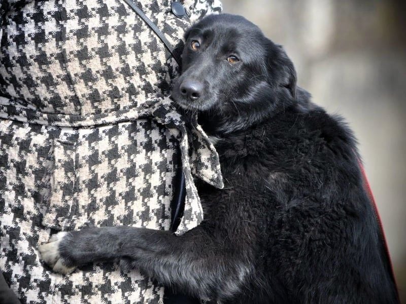 Sally3 geb. 04/2021 - sooo sanfte und verschmuste Hündin sucht liebevolle Menschen!