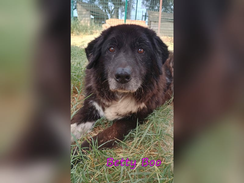 Betty Boo geb. 12/2014 (GRC) - sehr menschenbezogen ältere Dame sucht das Glück!