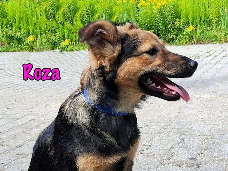 Roza geb. 01/2025 - sanfte und anhängliche, bezaubernde Welpin!