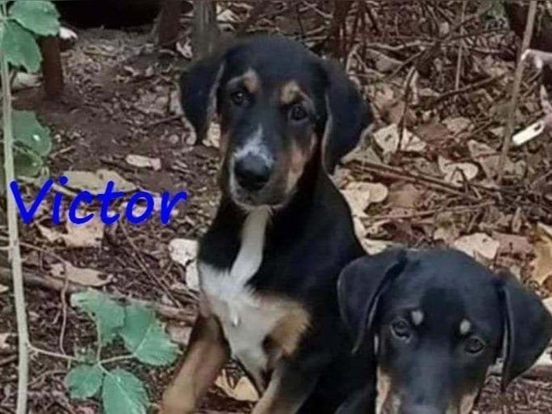 Victor geb. 07/2023 (GRC) - wunderschöner und menschenbezogener Junghund!