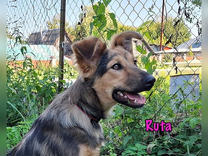 Ruta geb. 01/2025 - gehorsame und fröhliche, wunderschöne Welpin!