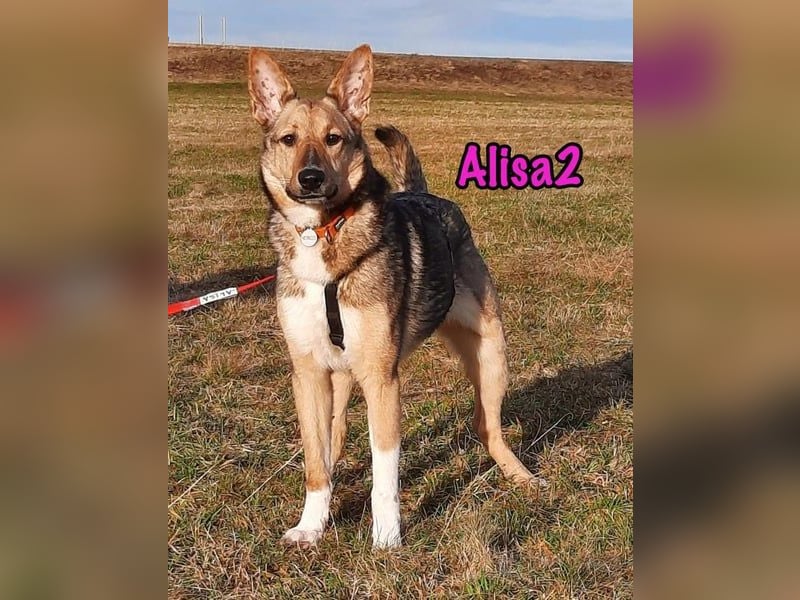 Alisa2 geb. 01/2022 (in Deutschland) - lebensfrohe und sensible Hündin!