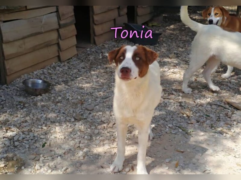Tonia geb. 12/2025 (GRC) - verspielte Welpin sucht ihre Familie!