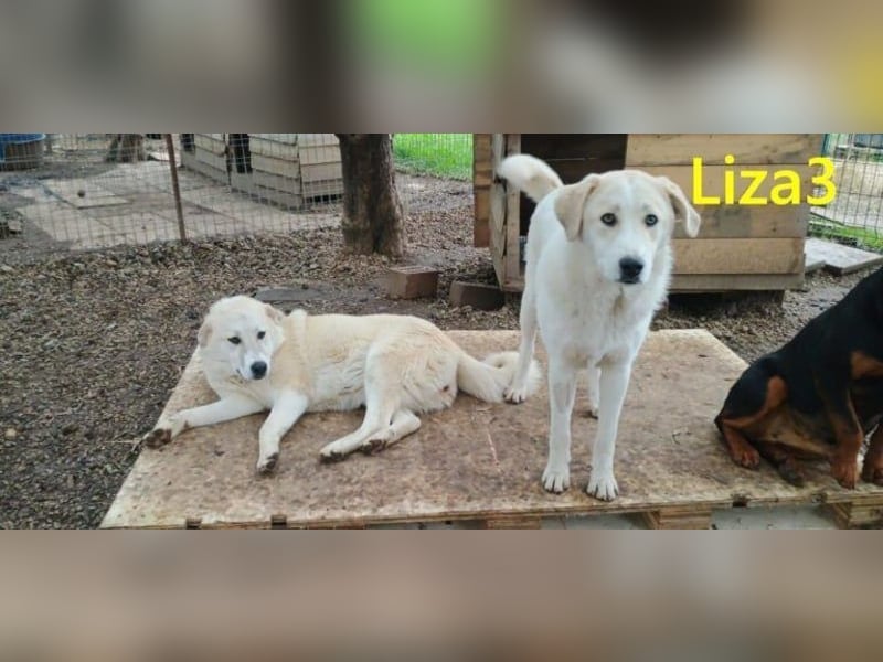 Liza3 geb. 03/2025 (GRC) - verspielte und neugierige Griechische Schäferhund Mix Welpin!