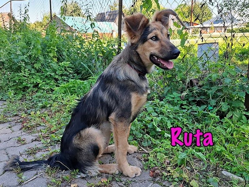 Ruta geb. 01/2025 - gehorsame und fröhliche, wunderschöne Welpin!