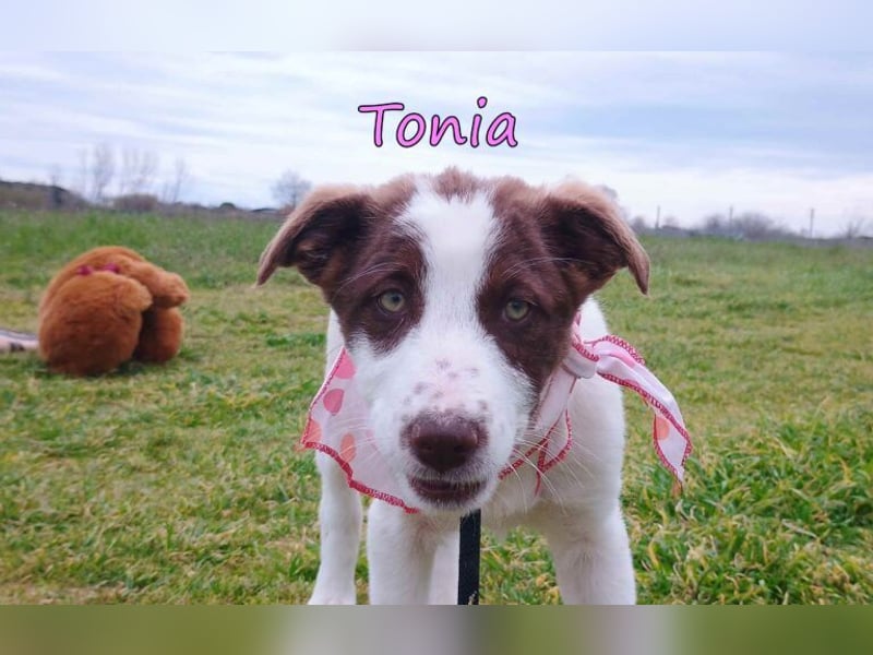 Tonia geb. 12/2025 (GRC) - verspielte Welpin sucht ihre Familie!