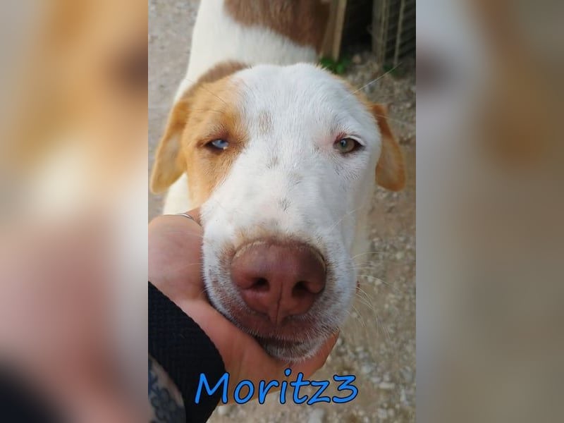 Moritz3 geb. 12/2025 (GRC) - freundlicher und verspielter Welpe sucht seine eigene Familie!
