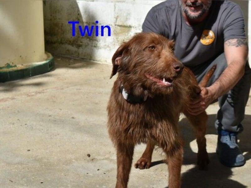 Twin geb. 01/2024 (ESP) - verschmuster und menschenbezogener Hundekumpel!