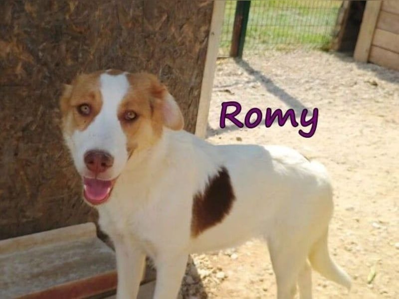 Romy geb. 12/2025 (GRC) - fröhliches und verspieltes Mädchen sucht ein Für-immer-Zuhause!