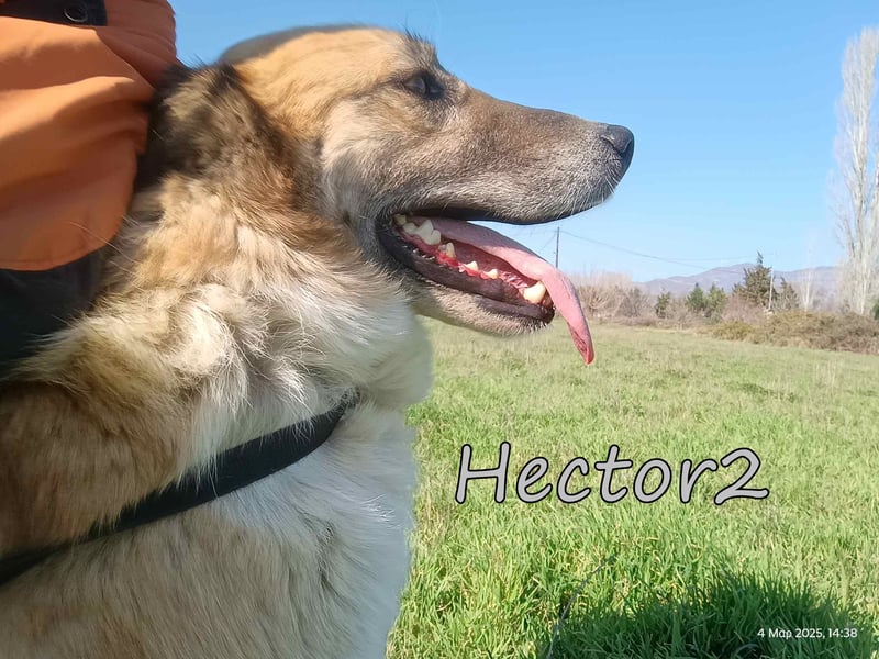 Hector2 geb. 08/2020 (GRC) - ruhiger und freundlicher Rüde wünscht sich eine liebe Familie!